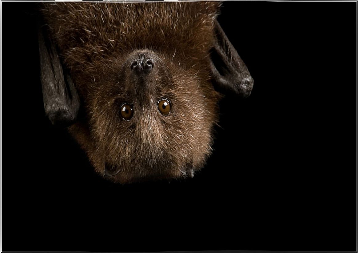 9 curiosities about bats