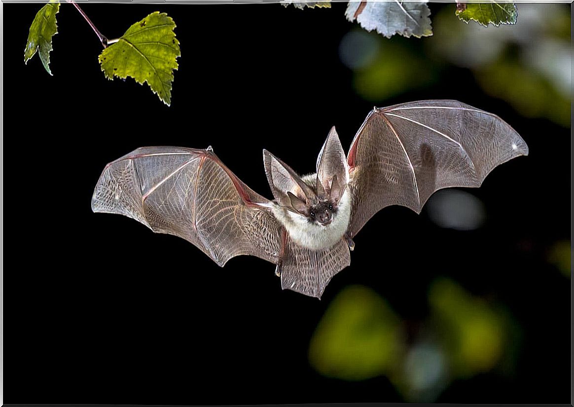 Bat flying at night