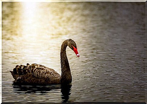 Black Swan