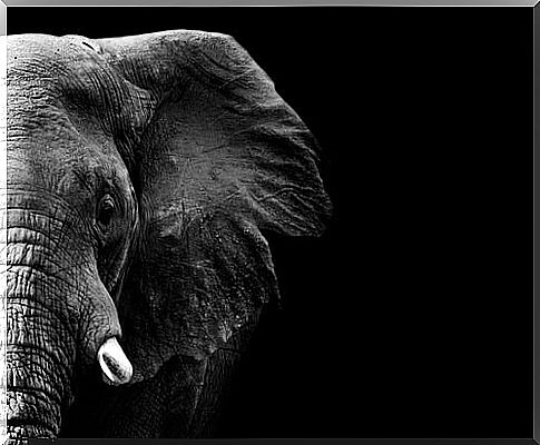 Black elephant