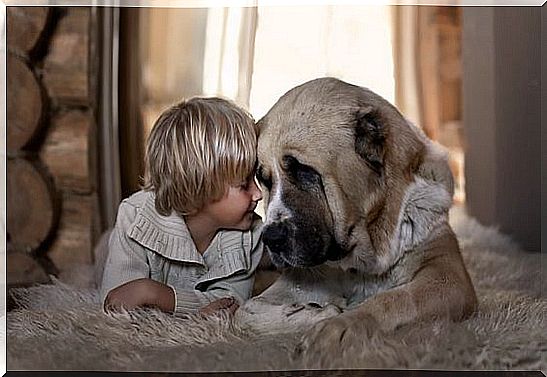 love of an animal: dog with a child