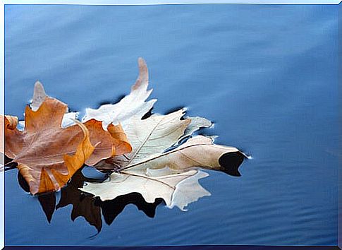 Dry leaf of a tree on water